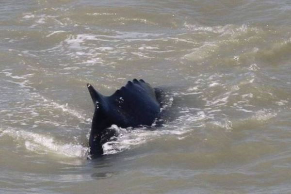 В австралийскую реку, заполненную крокодилами, впервые заплыли киты