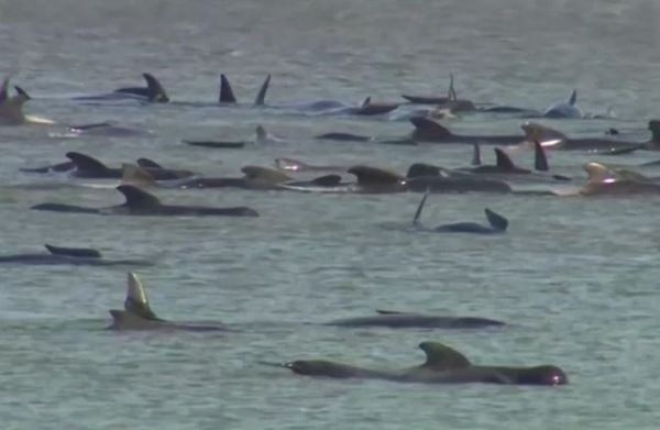 У берегов Тасмании сотни китов выбросились на мель