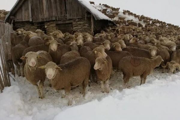 Из-за раннего снегопада во французских Альпах попали в ловушку 6 тыс. овец