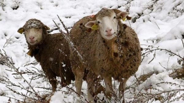 Из-за раннего снегопада во французских Альпах попали в ловушку 6 тыс. овец