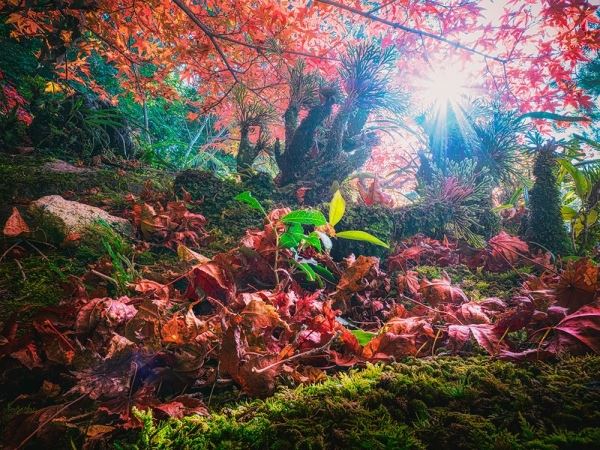 Удивительные миниатюрные пейзажы от Кацухиро Окучи
