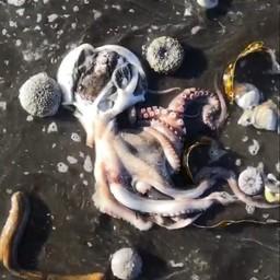На Камчатке расследуют массовую гибель морских животных