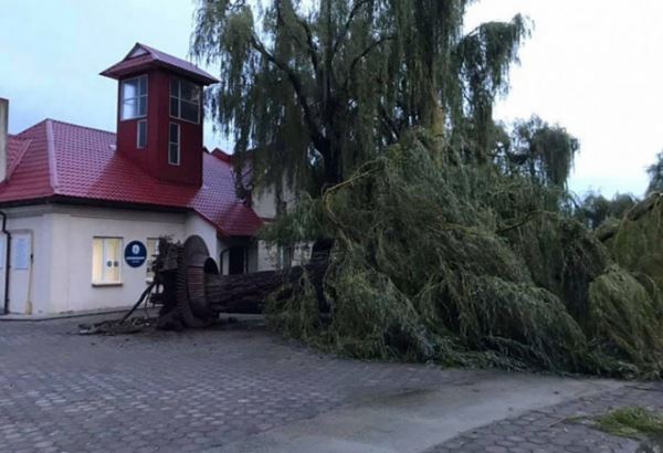 Ивано-Франковск пострадал от непогоды: повалены деревья и линии электропередачи