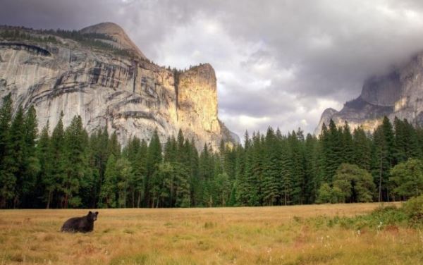 Из-за лесных пожаров в США закрыт Йосемитский национальный парк