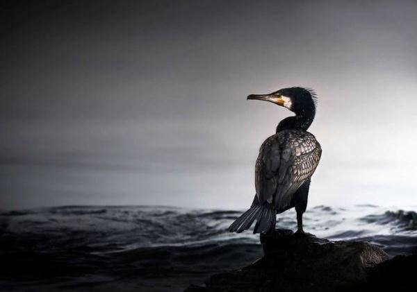 15 Лучших изображений десятилетия от Wildlife Photography Awards