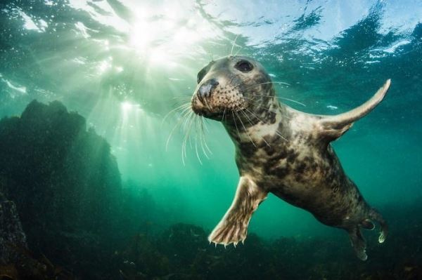 15 Лучших изображений десятилетия от Wildlife Photography Awards